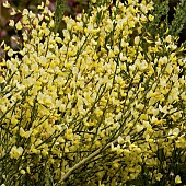 Cytisus x praecox Warminster Warminster Broom