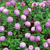 Chrysanthemum with light purple pink flowers