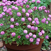 Chrysanthemum with light purple pink flowers