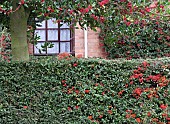 Berries bring welcome splash of winter colour to our hedges and garden.