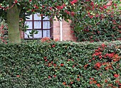 Berries bring welcome splash of winter colour to our hedges and garden.