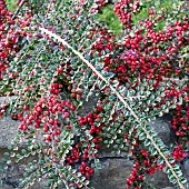 Cotoneaster horizontalis