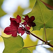 Acer cappadocicum Aureum