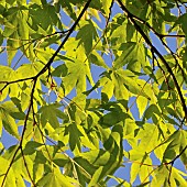 Acer cappadocicum Aureum