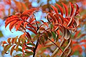 Rowan Mountain Ash Sorbus Aucuparia