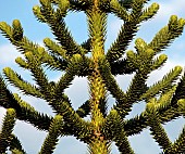 Monkey Puzzle Tree Araucaria Araucana