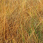 Wild perennial grass glowing in winter sunlight