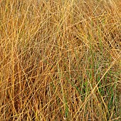 Wild perennial grass glowing in winter sunlight