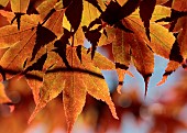 Acer palmatum backlit foliage