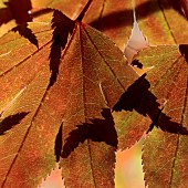 Acer palmatum backlit foliage