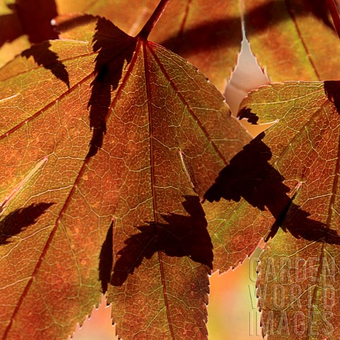Acer_palmatum_backlit_foliage