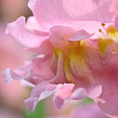 Antirrhinum Rocket Pink Snapdragon