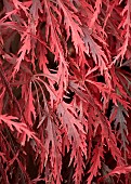 Acer palmatum Garnet Dissectum Group