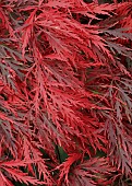 Acer palmatum Garnet Dissectum Group