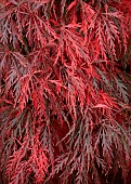 Acer palmatum Garnet Dissectum Group