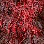 Acer palmatum Garnet Dissectum Group