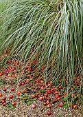 Perennial Miscanthus ornamental grass