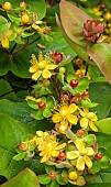 Hypericum inodorum Marron St Johns Wort)