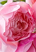 Rosa Rose Ausglobe BROTHER CADFAEL