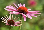 Echinacea purpurea Robert Bloom Purple Coneflower