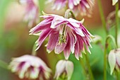 Aquilegia Nora Barlow