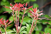 New growth of Pieris evergreen shrub