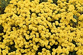 Alyssum Basket of Gold