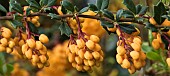 Berberis thumbergii Deciduous Shrub