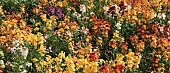 Erysimum Cheiri Bedder Series Wallflowers