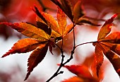 Acer palmatum Bloodgood leaves deep red backlight i