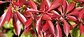 Pieris formosa Forrestii