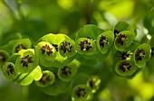 Euphorbia martinii Spurge