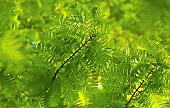 Metasequoia glyptostroboides Goldrush