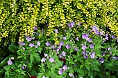 Hardy Geranium Johnsons Blue Lonicera nitida Baggesens Gold