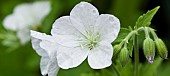 Geranium sylvaticum Album