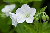 Geranium sylvaticum Album