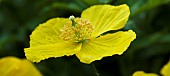 Meconopsis cambrica Welsh Poppy