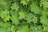 Alchemilla mollis Ladys Mantle