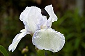 Iris germanica Royal Satin