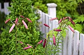 Lilium Regale, Regal Lily pink buds