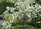 Philadelphus pubescens Mock Orange