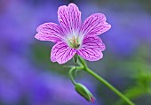 Geranium x oxonianum Lace Pink