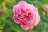 Rosa Rose Ausboard GERTRUDE JEKYLL