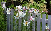 Oriental Lily, Lilium Regale Regal Lily