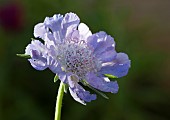 Herbaceous Perennial Scabiosa causica Clive Greaves Pincushion