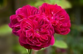 Rose Rosa Ausdecorum DARCEY BUSSELL