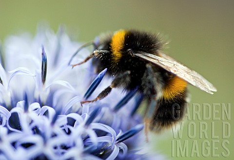 Echinops_Veitchs_Blue_Globe_Thistle_Ritro_with_foraging_Bee