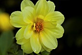 Dahlia Clarion