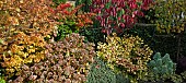 Garden with mixed border of mature shrubs trees and perennials