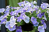 Hanging Basket Surfinia Var. Sunsolos Petunia Hybrid Blue Vein